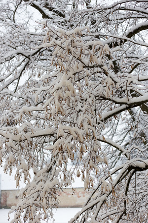Snow Branches verticalの写真素材
