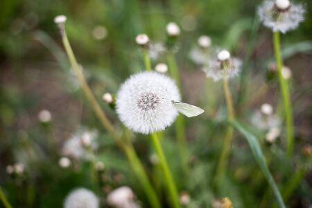 Blowball and butterfly on it - closeの写真素材