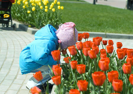little girl smells at red tulipsの写真素材