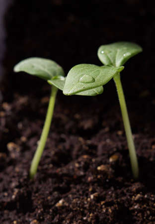 two green sprouts on the ground