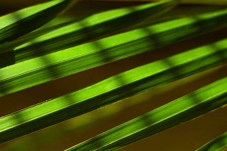 macro of green leaves