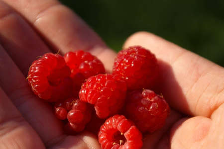 raspberries in hand