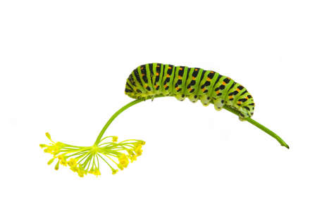 green striped caterpillar climbing on plant's branchの写真素材