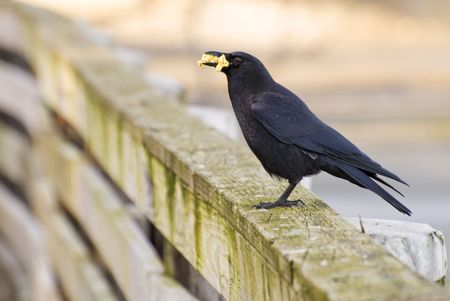 A crow landed right in front of me after being fed popcorn by tourists.の写真素材