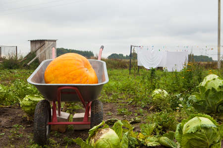 Pumpkin in the cart against a cabbage field の写真素材