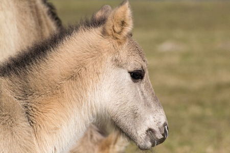 Conic Wild Horse Foal with mother and grass in backgroundの写真素材