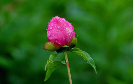 Flower in the Rain 3の写真素材