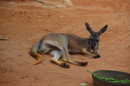 kangaroo