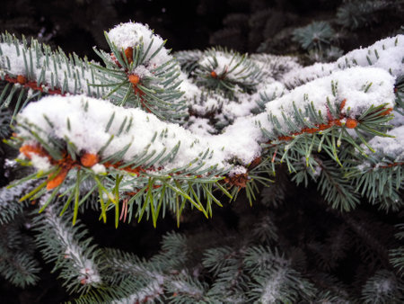 Snowy winter forest in the Ukraineの写真素材