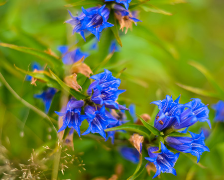 Close up view isolated flowerの写真素材