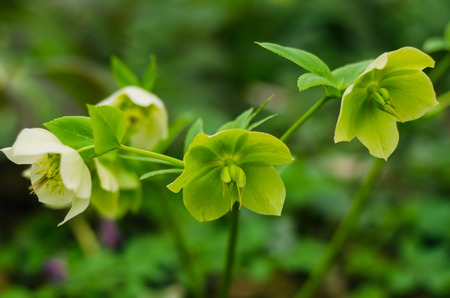 Close up view isolated flowerの写真素材
