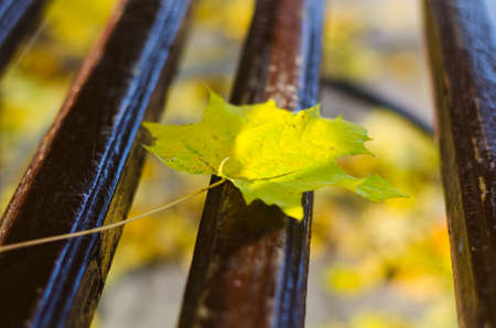 Still life with autumn leaf outdoor