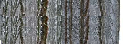 Snowstorm in the forest in the wild nature