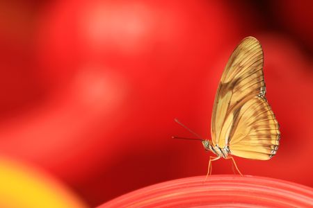 Beautiful butterfly resting before the next fly.の写真素材