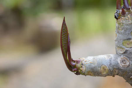 Plumeria tree are split with red shoots.