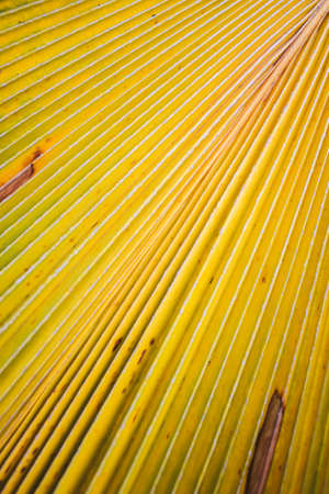 Palm leaves turn yellow and look unattractive.の写真素材
