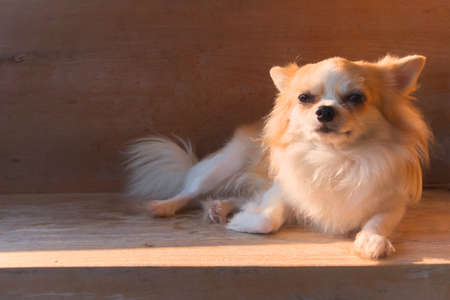 White-brown Chihuahua lying on a wooden bench.の写真素材