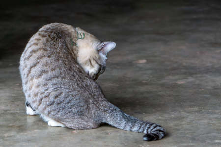 Gray-brown striped cat is licking its fur.の写真素材