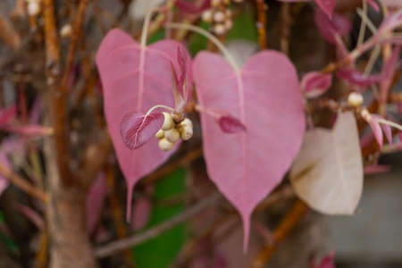 Bodhi tree with pink leaves.の写真素材