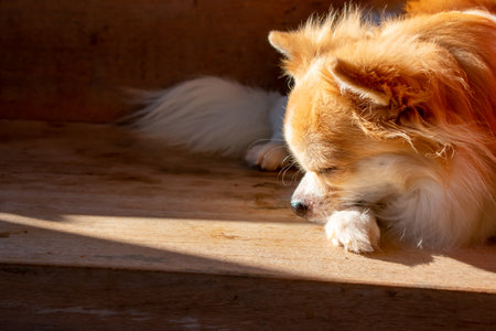 White-brown Chihuahua lying on a wooden bench.の写真素材