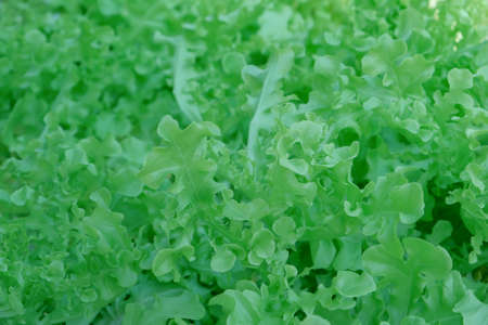 close-up photo of green lettuce