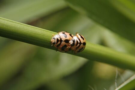 Beetles reproduction on grass close up