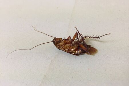 A cockroach laying down on grey paper