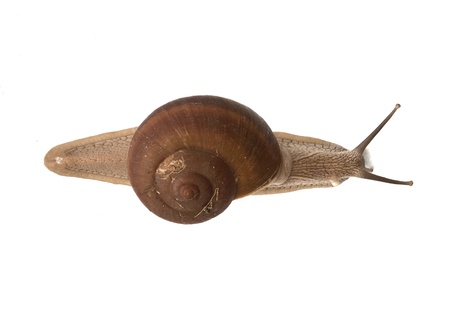Snail on white backgroundの素材
