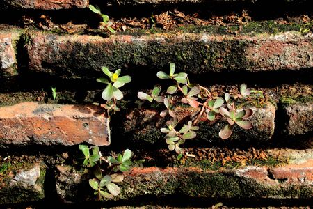 Green Plants and Flower on Brick Wallの写真素材