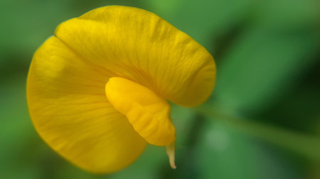Close up of a yellow flower (Lathyrus odoratus)の写真素材