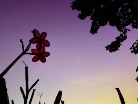 Pink flowersの素材