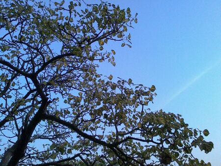 Tree and clear skyの素材