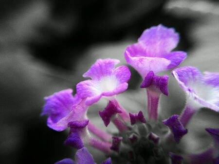 Purple splashの素材
