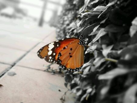 Little lifeの素材