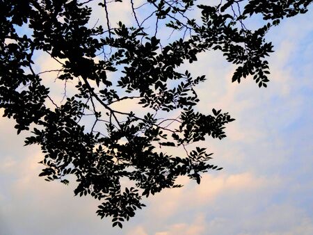 Shadow of treeの素材