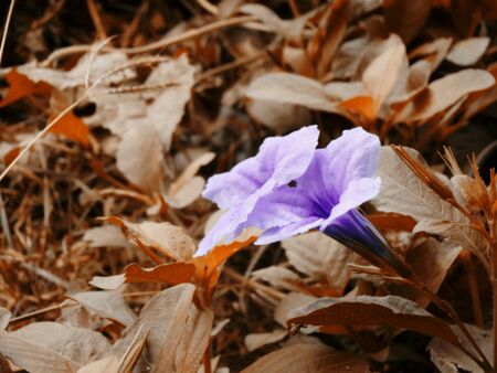 Purple flowersの素材