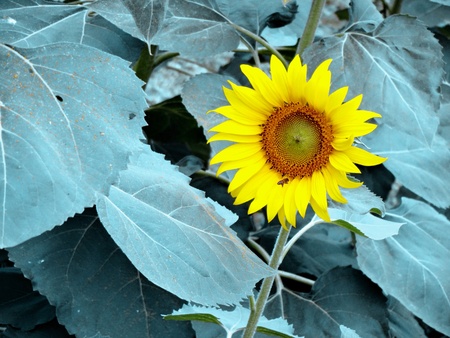 Bee and sunflower on cold leafsの素材