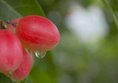 Water drop under red fruitの素材