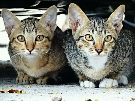 Two cute kittensの素材