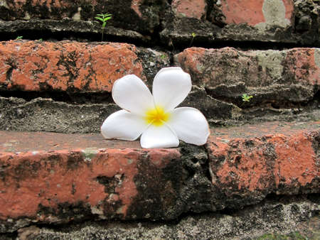 White Flower on Brick Wallの写真素材