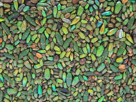 Wall of Diversity Beetle or Bug for your Backgroundの写真素材