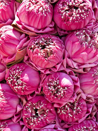 Bunch of Lotus flowers for Buddhist prayer の写真素材