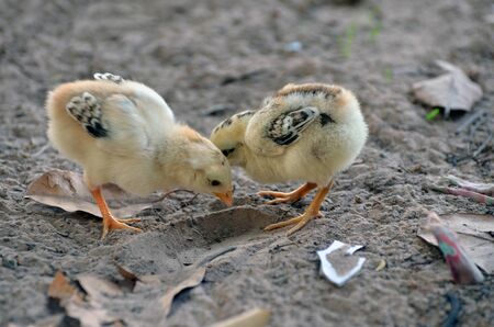 Chicks are tricky in my Cottage