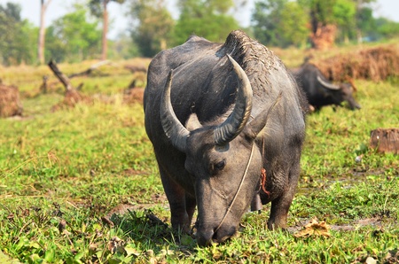 Buffaloes are grazingの写真素材