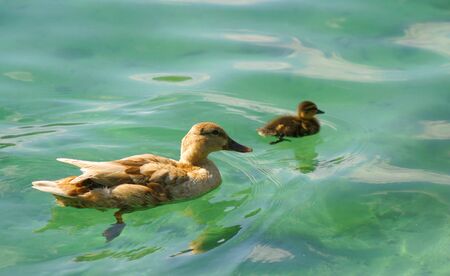 2 ducksの写真素材