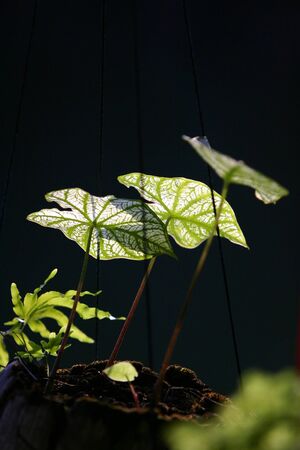 beautifulの写真素材