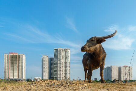 Buffalo with buildings behind (Urbanization)の写真素材