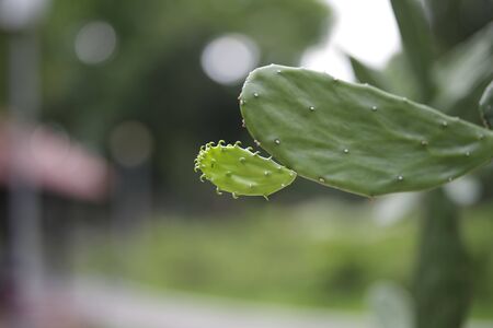 World of Succulents Nopalea cochenillifera (Cochineal Nopal Cactus) | World of Succulents