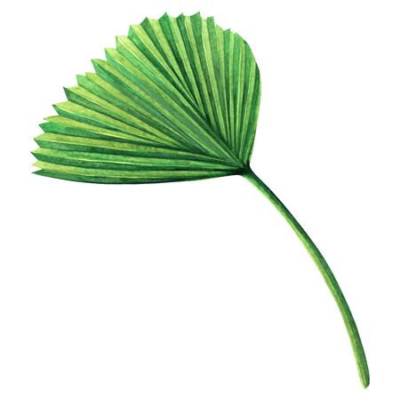 Watercolor painting coconut,palm leaf,green leaves isolated on white background.Watercolor hand painted illustration tropical exotic leaf for wallpaper vintage Hawaii style pattern.With clipping path.の写真素材