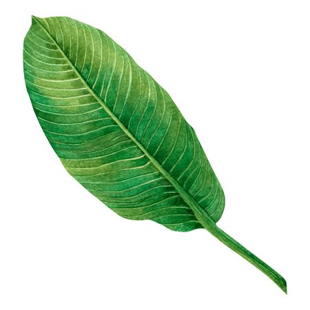 Watercolor painting green leaves,palm leaf isolated on white background.Watercolor hand painted illustration tropical,aloha exotic leaf for wallpaper vintage Hawaii style pattern.With clipping pathの写真素材